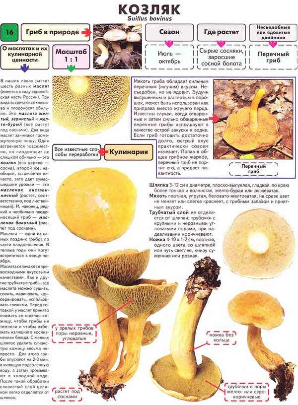 Гриб козляк: описание, съедобность, как распознать, где растёт