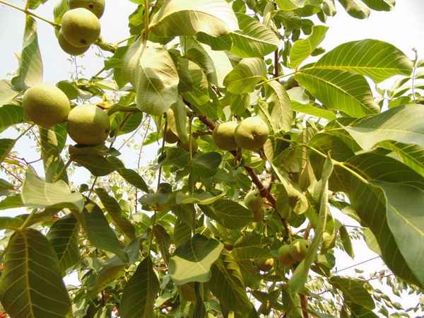 Плодоносность грецкого ореха