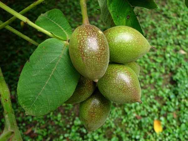 Сортовой орех Зибольда