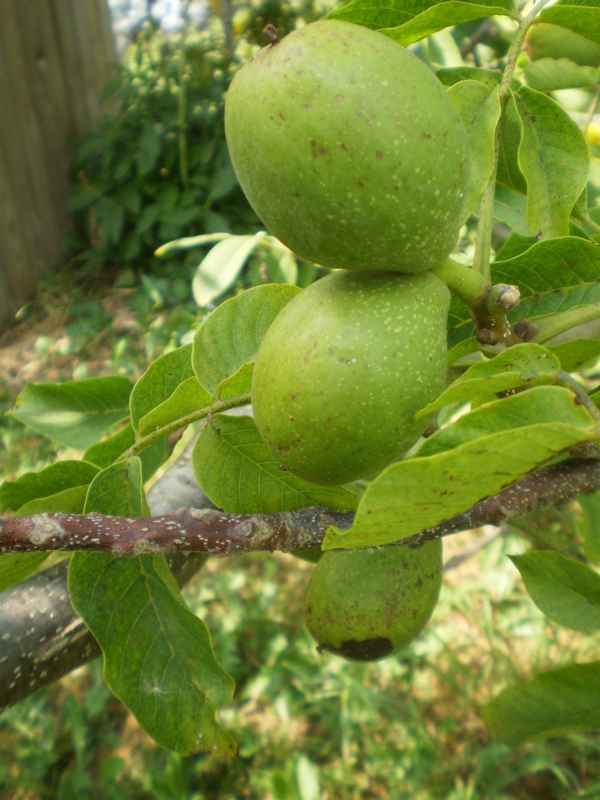 Что делать, если грецкий орех не плодоносит?