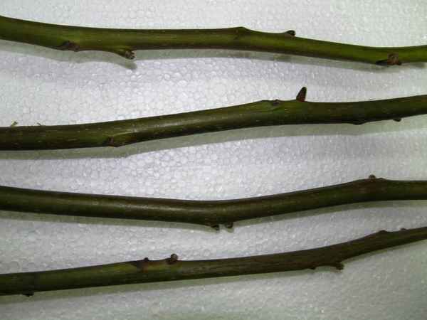 Черенкование грецкого ореха