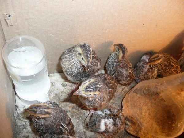 Что нужно делать, чтобы перепёлки не клевали друг друга