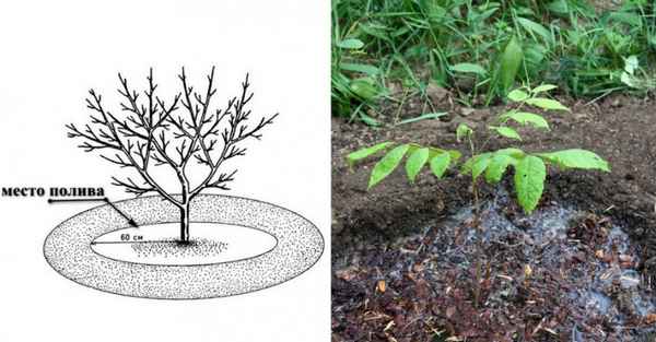 Как часто поливать грецкий орех и надо ли это делать