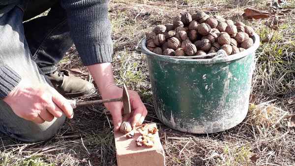Срок сбора грецких орехов