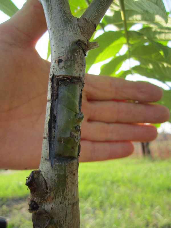 Как сделать прививку грецкого ореха