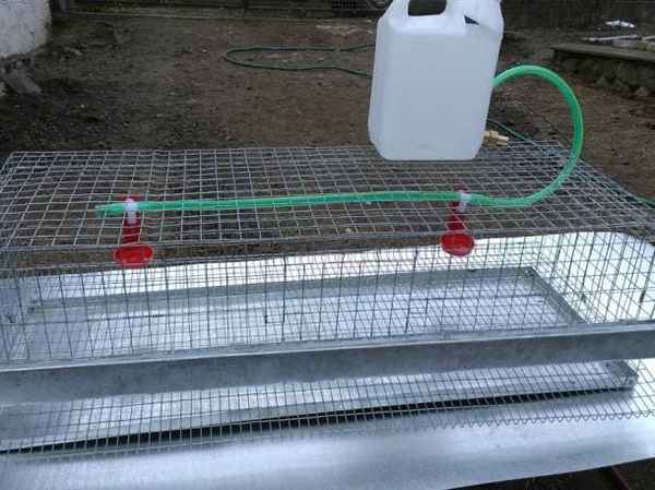 Ниппельные поилки для перепелов: как сделать и установить своими руками