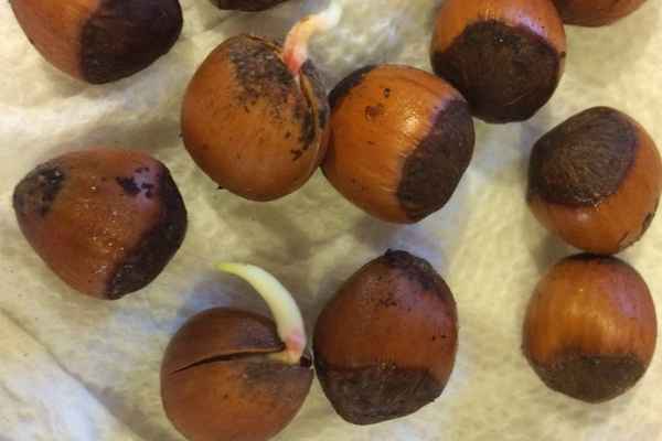 Проращивание фундука