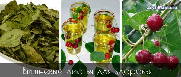 Польза и вред, особенности применения листьев вишни