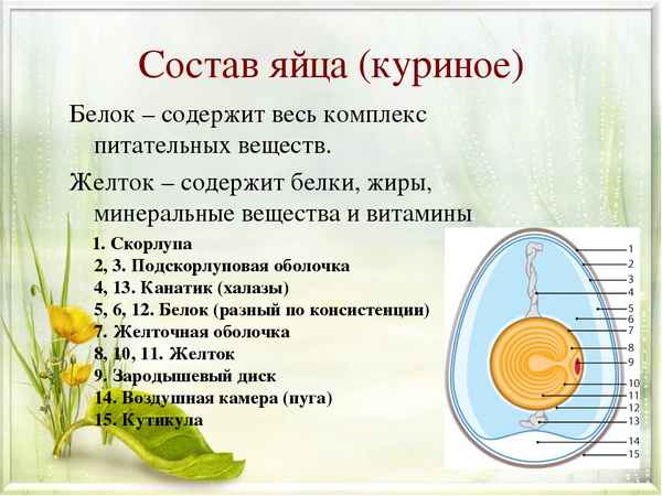 Состав куриного яйца