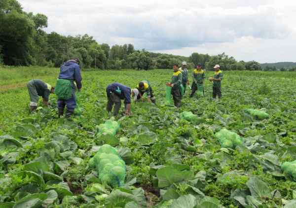 Когда убирают капусту с огорода на зиму в Подмосковье?