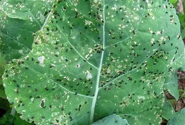 Причины появления блох в капусте и как с ними бороться?