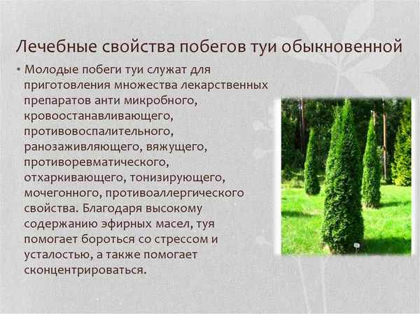 Туя польза и вред