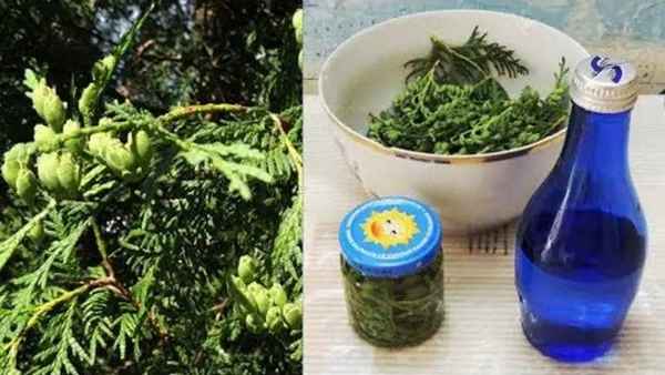 Лечебные свойства настойки туи и её применение