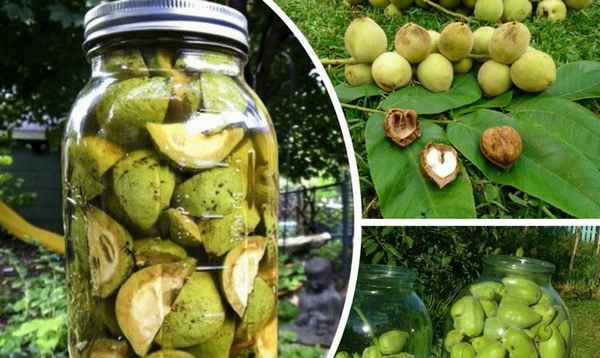 Как приготовить настойку из маньчжурского ореха?