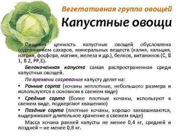 Особенности употрeбления капусты во время беременности