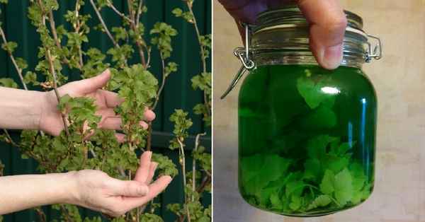 Рецепт настойки на листьях смородины