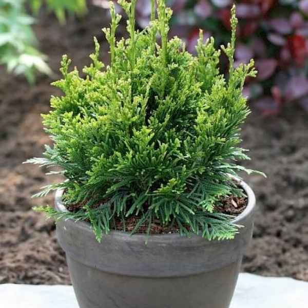 Описание туи складчатой сорта Кан-Кан, посадка и уход