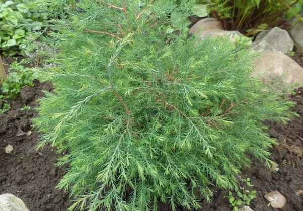 Описание туи Эрикоидес (вересковидной), посадка и уход