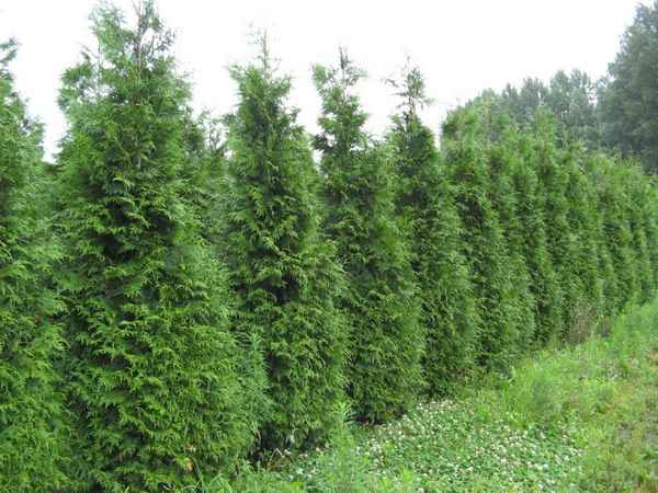 Туя складчатая Гельдерлэнд (Thuja plicata Gelderland)