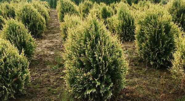 Описание и применение складчатой туи Корник