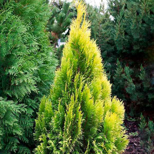 Туя складчатая Форевер Голди