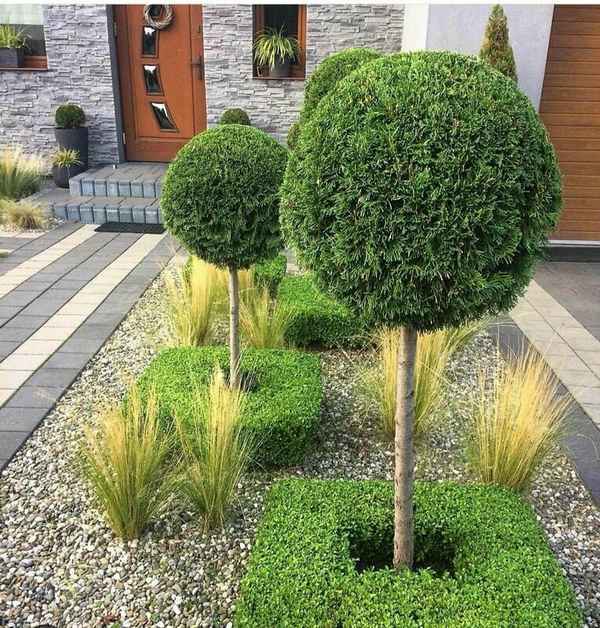Как сделать штамбовое дерево из туи