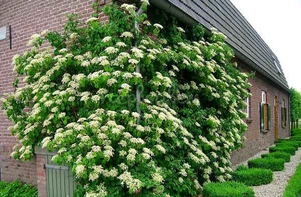 Гортензия черешковая