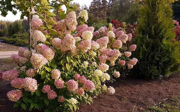 Гортензия Мэджикал Кэндл: описание, посадка и уход