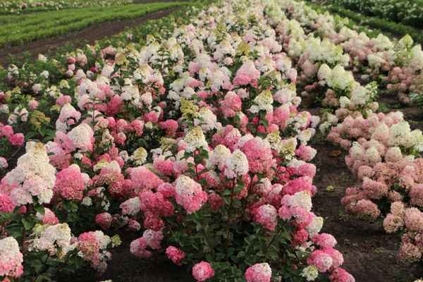 Всё о гортензии Самарская Лидия