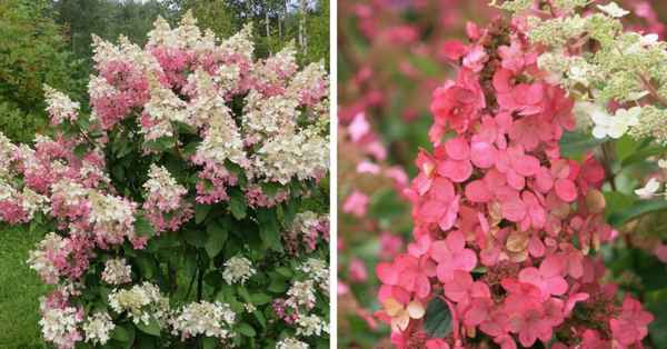 Описание сорта гортензии Пинк Квин (Pink Queen)