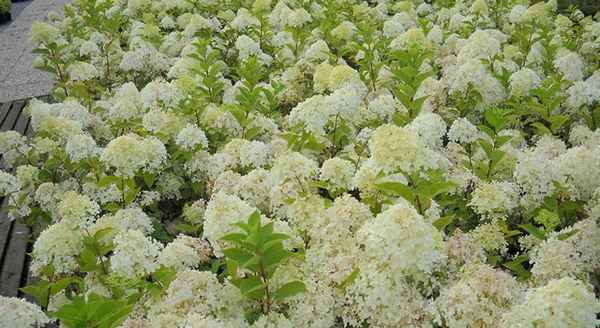 Описание сорта гортензии Литл Споки