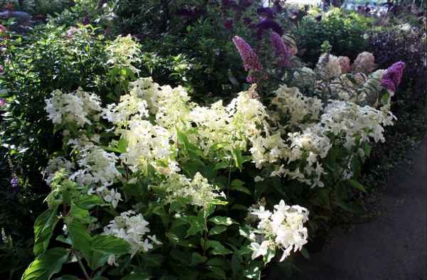 Описание гортензии сорта Грейт Эскейп, посадка и уход