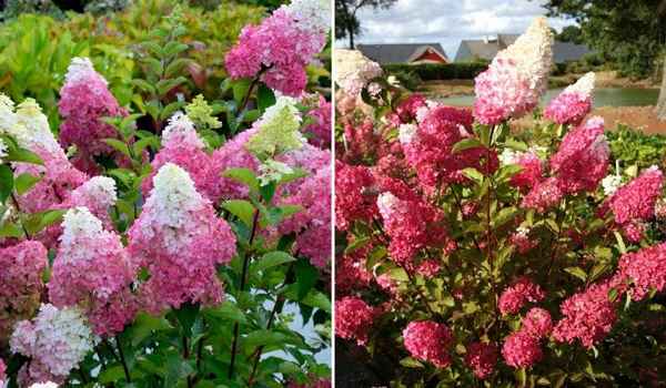 Гортензия Фрайз Мельба (Fraise Melba): описание, посадка и уход за цветком