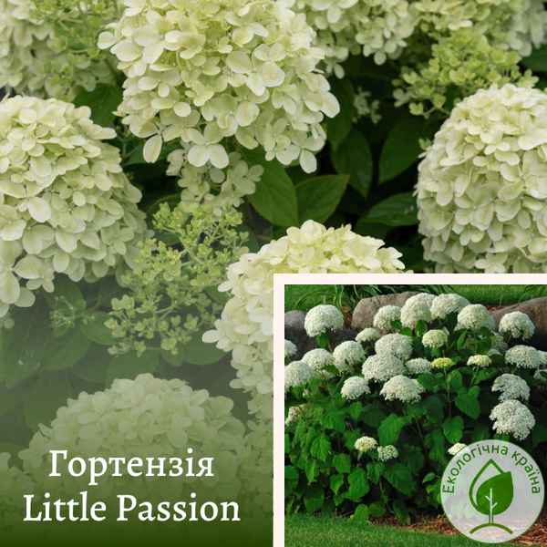 Описание, посадка и уход гортензии Литл Пассион