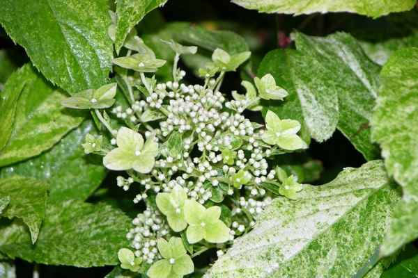 Метельчатая гортензия Шикоку Флеш: фото и описание