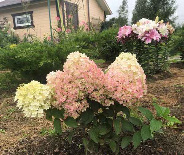 Гортензия метельчатая: посадка и уход в открытом грунте