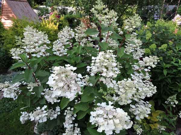 Описание и выращивание сорта гортензии Дартс Литтл Дот