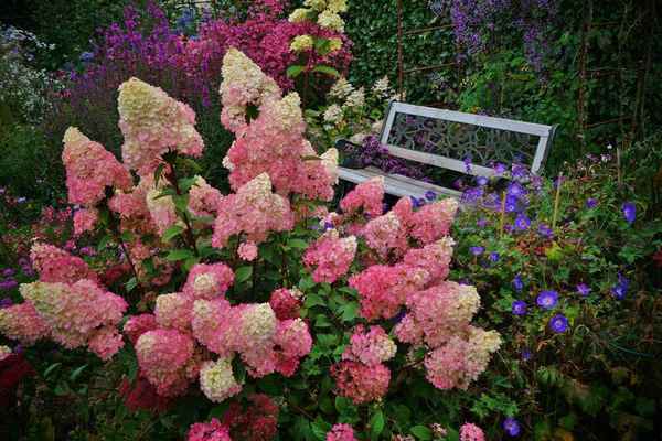 Описание и выращивание гортензии Строберри Блоссом