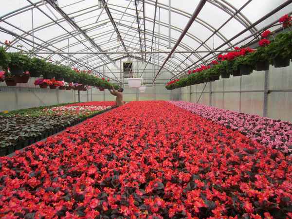 Особенности теплиц для выращивания цветов