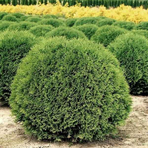 Западная туя Литл Гиант