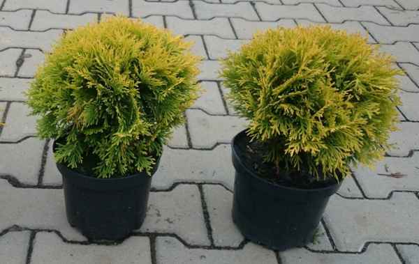 Описание туи западной Амбер Глоу, её посадка и уход