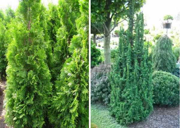 Описание, посадка и уход за туей западной Малониана