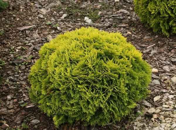 Туя западная Мириам, её посадка и уход