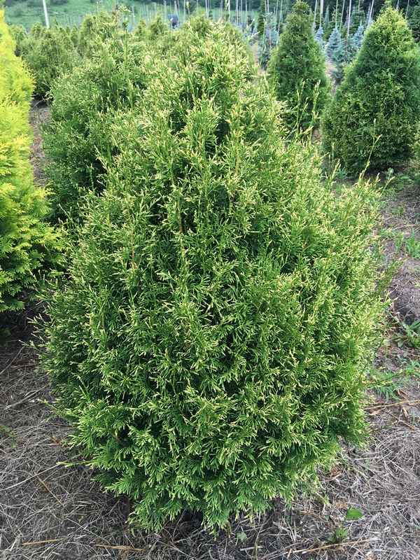 Фото и описание западной туи Столвик