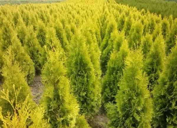 Описание и применение западной туи сорта Янтарь