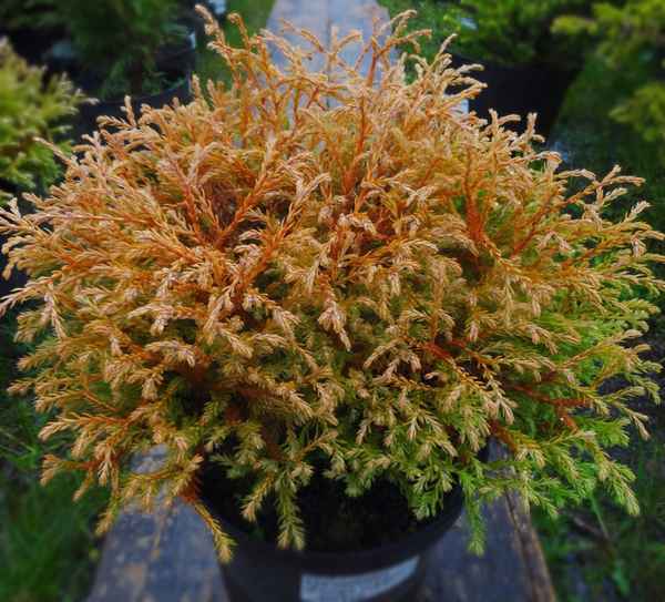 Описание туи Голден Таффет, её посадка и уход