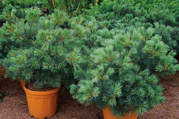 Сосна веймутова