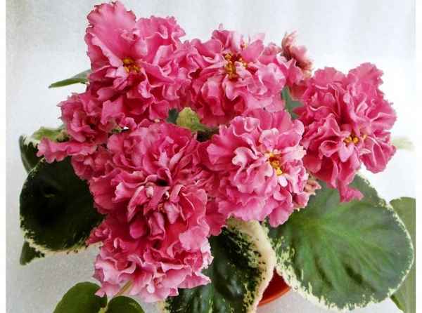 Фиалка «Шикарный Мак»: уход в домашних условиях