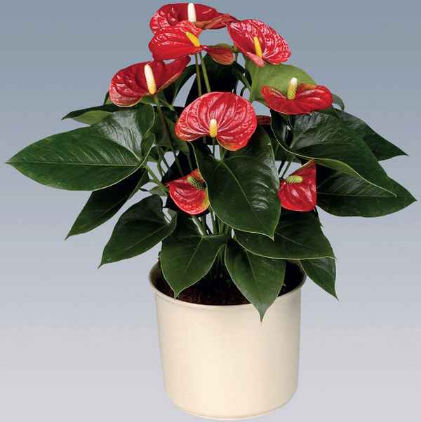 Антуриум Андре: уход в домашних условиях