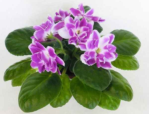 Описание и выращивание фиалки Вавилон